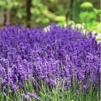 lavendel1.jpg