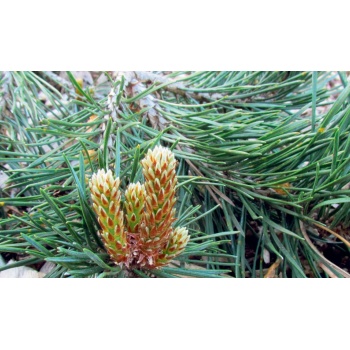 mänd.jpg
