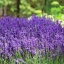 lavendel1.jpg